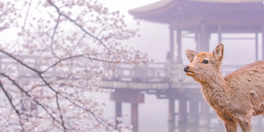 奈良県に生息する鹿
