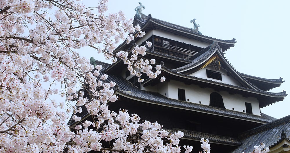 桜と松江城