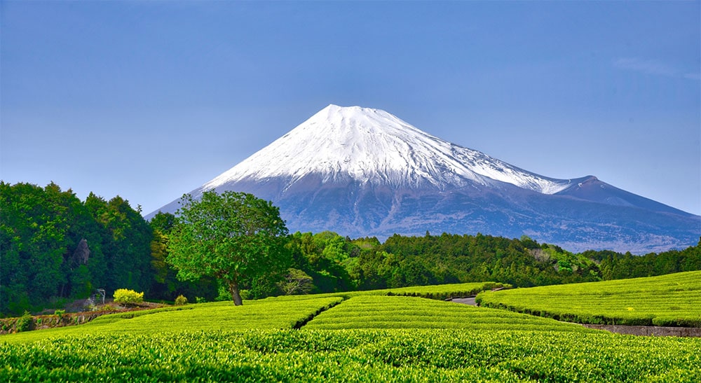 富士山と静岡のお茶畑